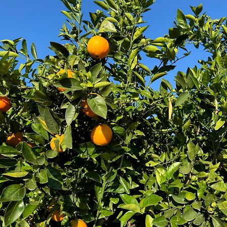 Finca Malata Turís Zewnętrze zdjęcie